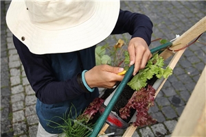 Archimedische Werkstatt 2021: Vertical Farming