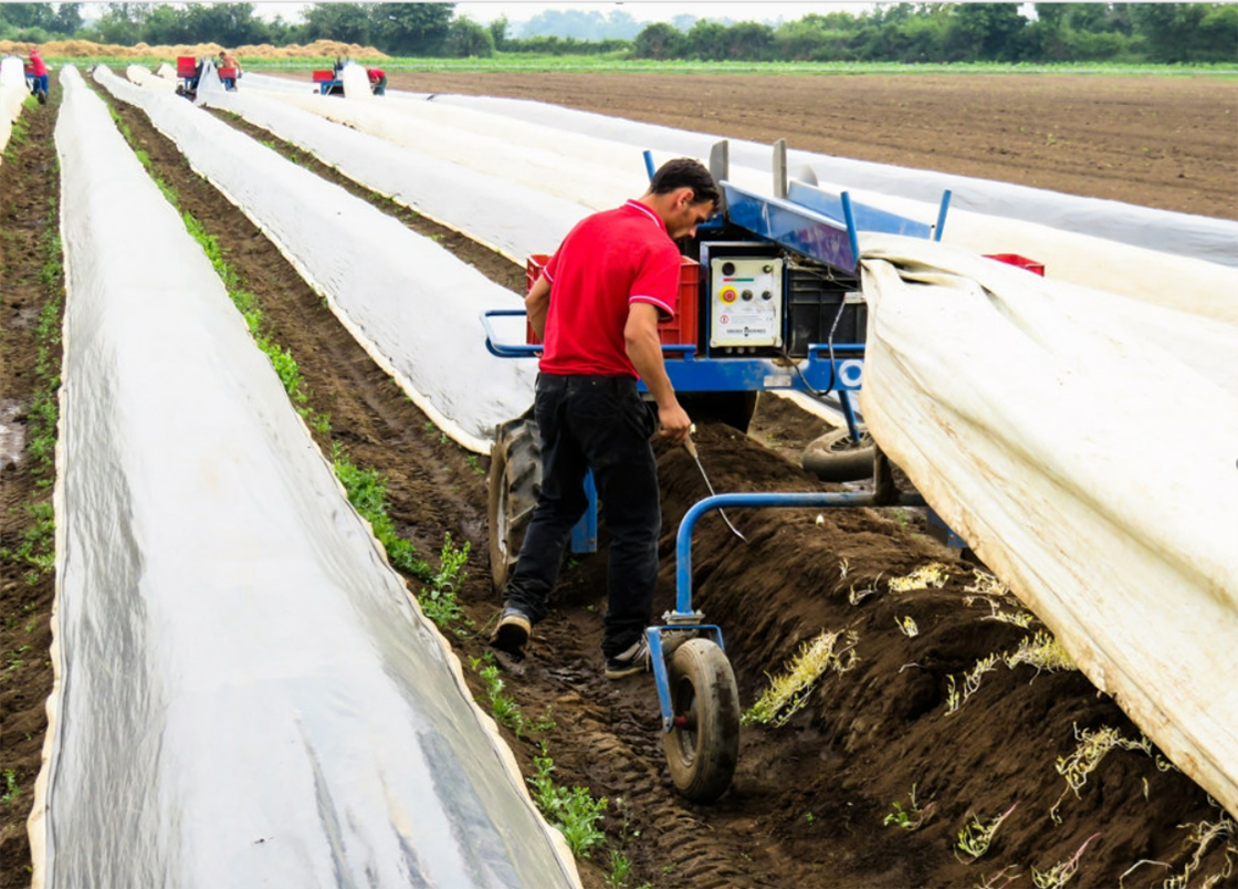 Ein Arbeiter läuft mit einer Erntemaschine über ein Spargelfeld und erntet. Die einzelnen Reihen sind mit Planen abgedeckt, im Hintergrund sind zudem weitere Arbeiter zu sehen.